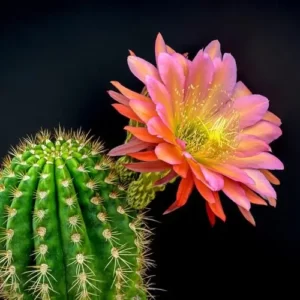 Are You A Desert, Forest, Mountain, Or Ocean? Quiz Cactus bloom