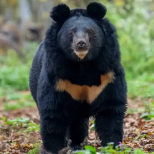 Foods Named After Animals Quiz Bear