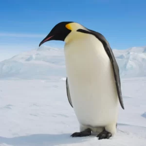 World Wildlife Day Quiz Emperor penguin