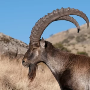 Pick Animals & Find Out Your True Season Quiz Ibex
