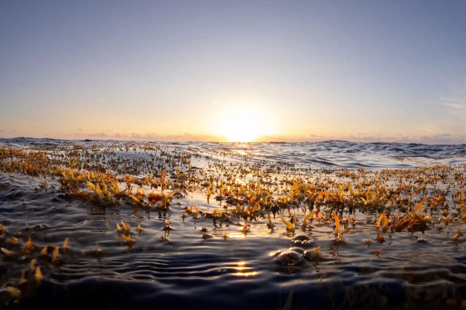 Sargasso Sea