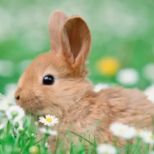 Spring Soulmate Quiz Bunny
