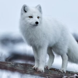Pick Animals & Find Out Your True Season Quiz Arctic fox
