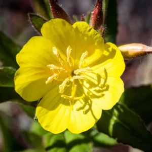 P Trivia Quiz Primrose