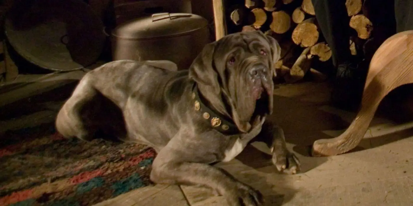 Harry Potter Magical Creatures Quiz Harry Potter boarhound Fang