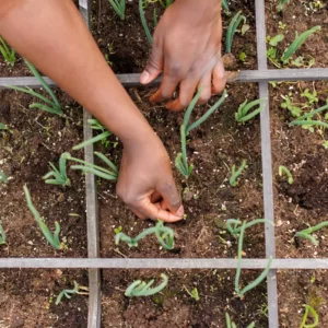 Are You A Hobbit, An Elf, A Dwarf, Or An Orc? Quiz Gardening