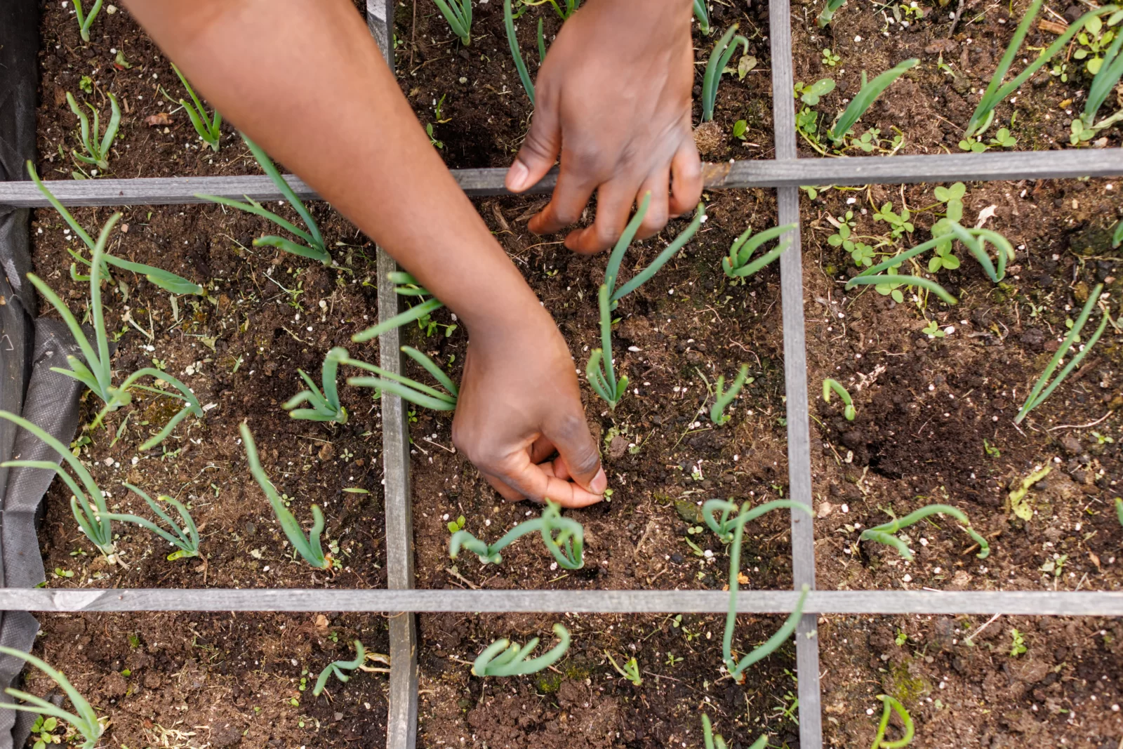 Spring Idioms Quiz Gardening