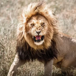 World Wildlife Day Quiz African lion