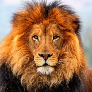 Guess The Disney Movie Titles Quiz Lion