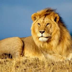 Are You Logic, Emotion, Instinct, Or Imagination? Quiz Documentaries