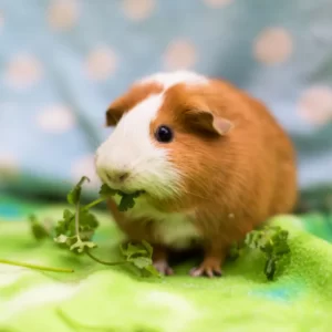World Wildlife Day Quiz Guinea pig