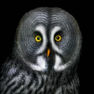 Foods Named After Animals Quiz Owl