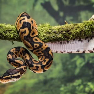 Which Haunted House Are You? Quiz Snake