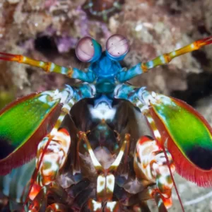 Marine Biology Trivia Quiz Mantis shrimp