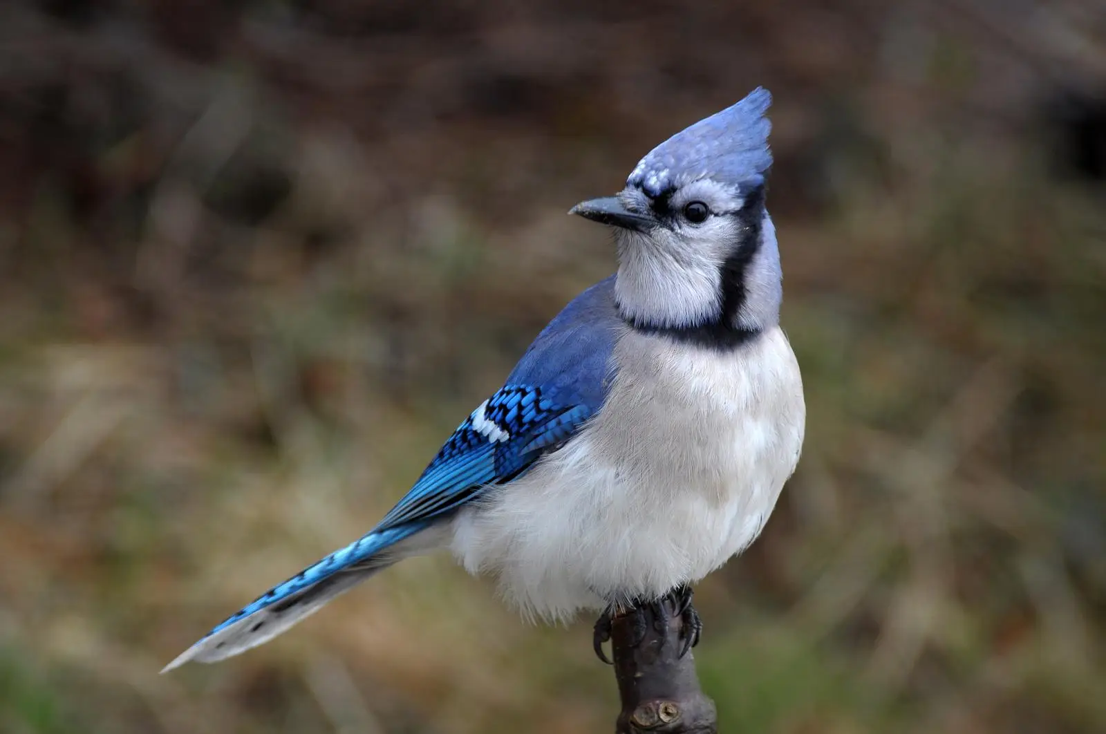 Bird Identification Quiz Blue jay