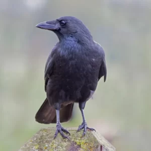 Which Haunted House Are You? Quiz Crow