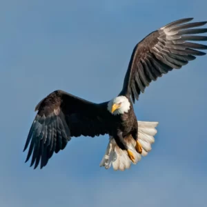 Foods Named After Animals Quiz Eagle