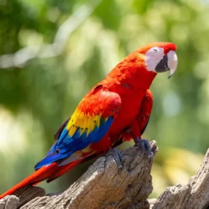 Are You A Pizza, A Burger, Sushi, Or A Salad? Quiz Parrot