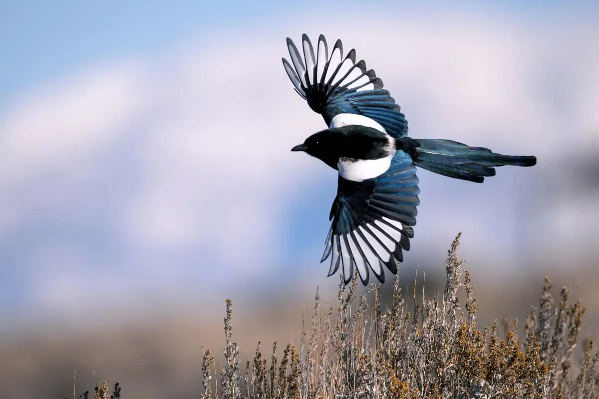 Bird Identification Quiz Magpie