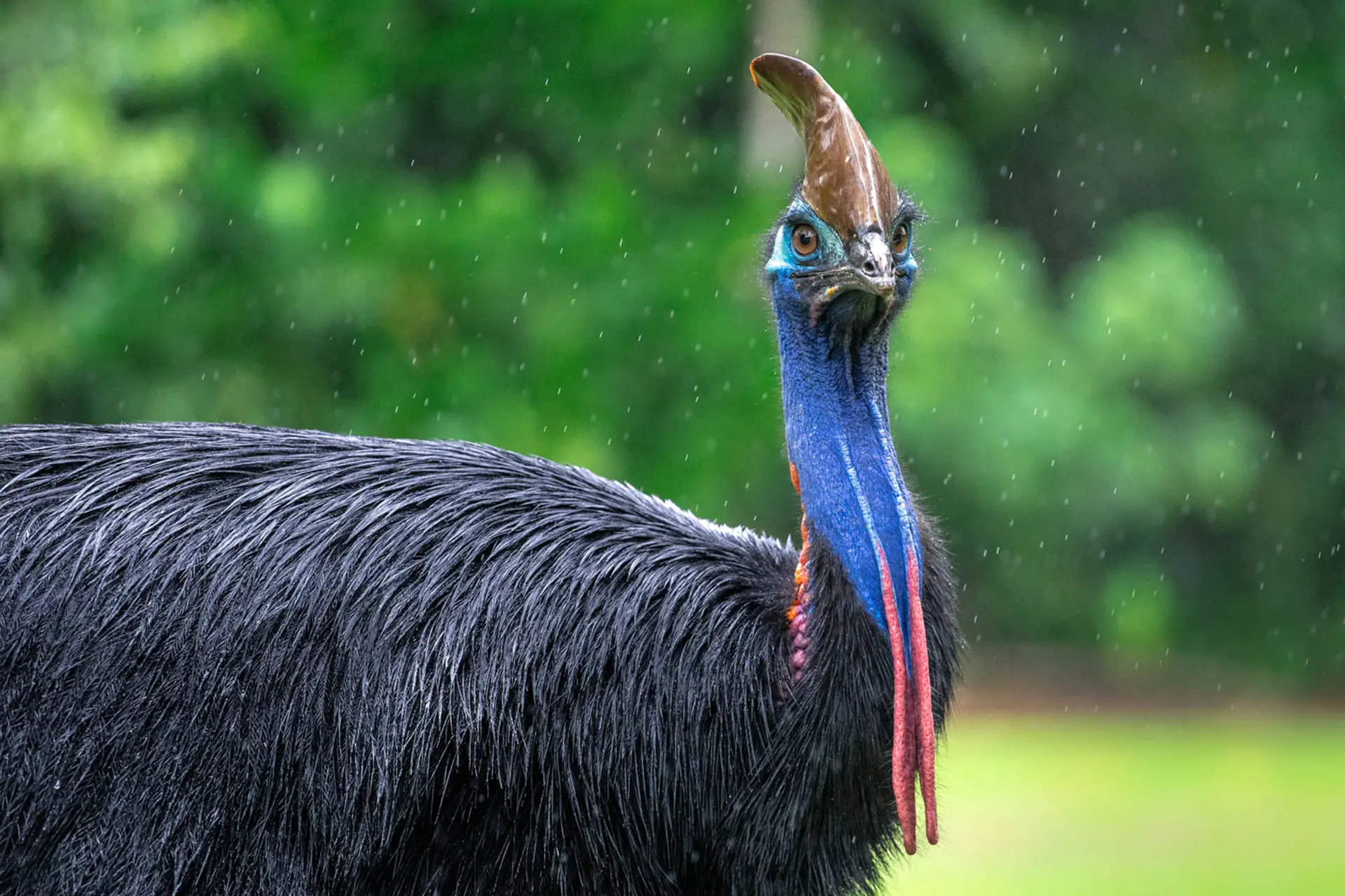 Bird Identification Quiz Cassowary