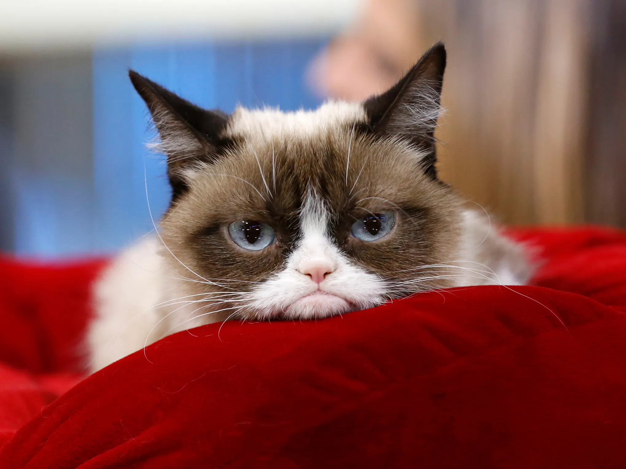 Which Chat App Are You? Quiz Grumpy cat meme