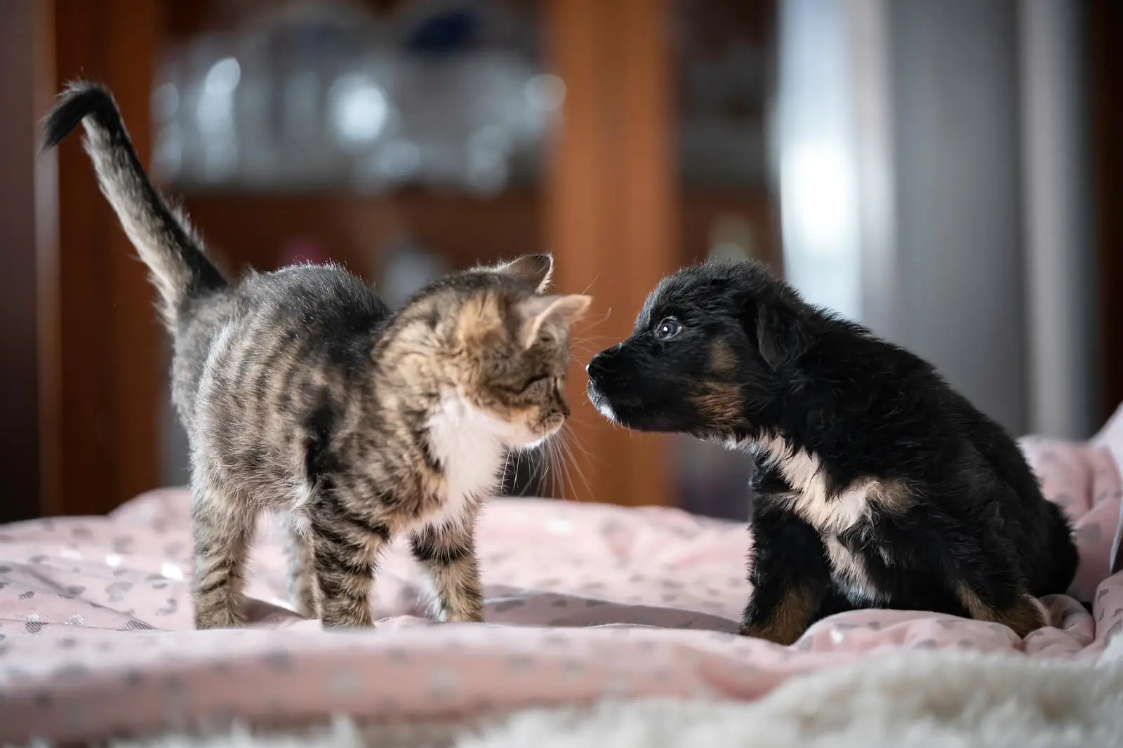 Are You A Pizza, A Burger, Sushi, Or A Salad? Quiz Pets dog cat