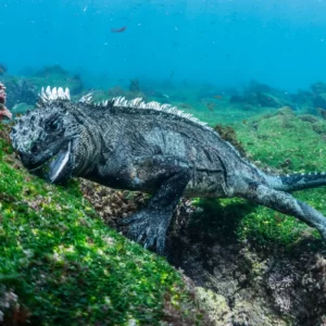 Marine Biology Trivia Quiz Marine iguana
