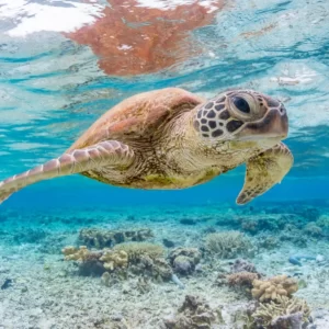 What Type Of Shark Are You? Quiz Sea turtle