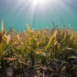 What Type Of Dolphin Are You? Quiz Seagrass meadow
