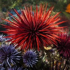 Marine Biology Trivia Quiz Sea urchin