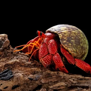 Pick Animals & Find Out Your True Season Quiz Hermit crab