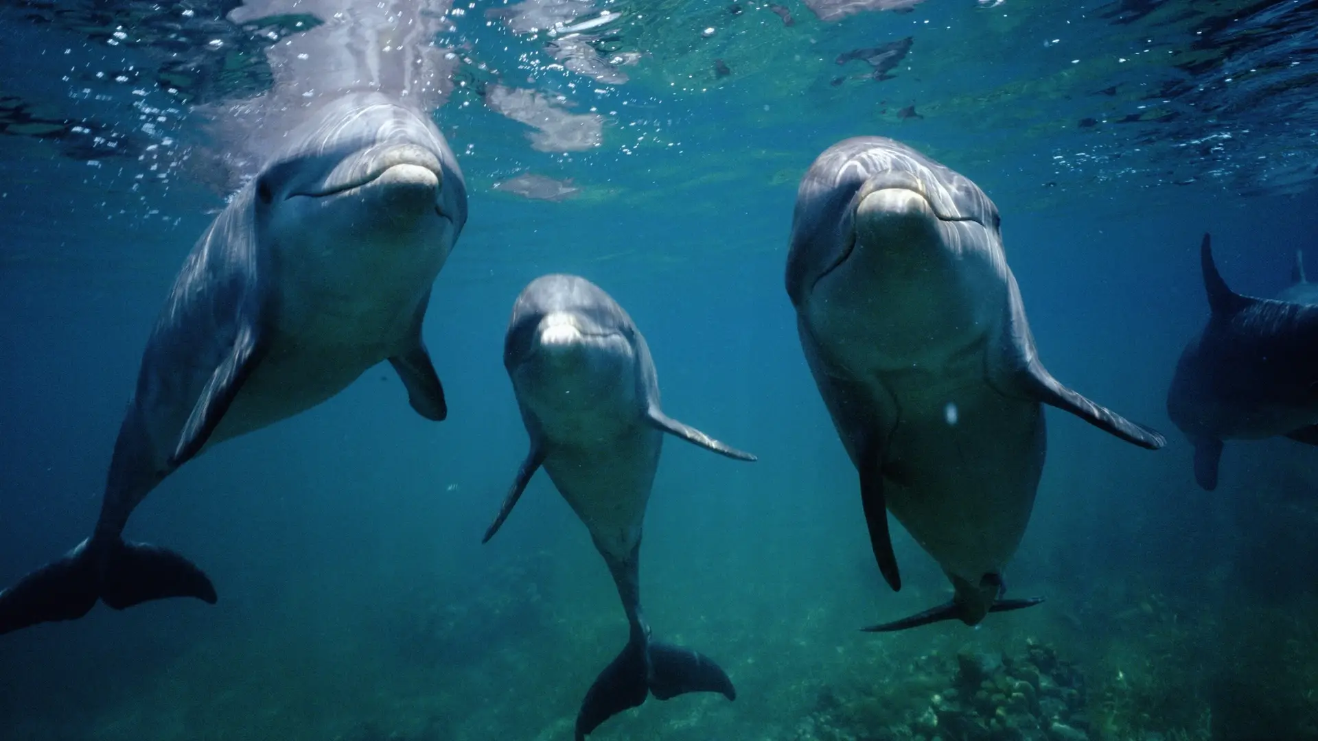 What Type Of Dolphin Are You? Quiz Dolphins