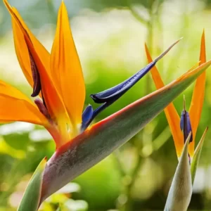 Are You Hot, Pretty, Or Cute? Quiz Bird of paradise