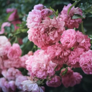 P Trivia Quiz Peony