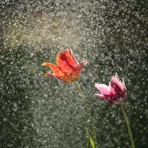 Are You A Sunbeam, Moonlight, Starlight, Or A Shadow? Quiz Rainy