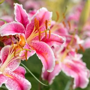 Spring Idioms Quiz Lilies