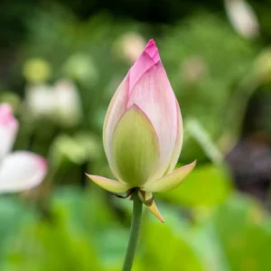 Spring Idioms Quiz Growing flowers