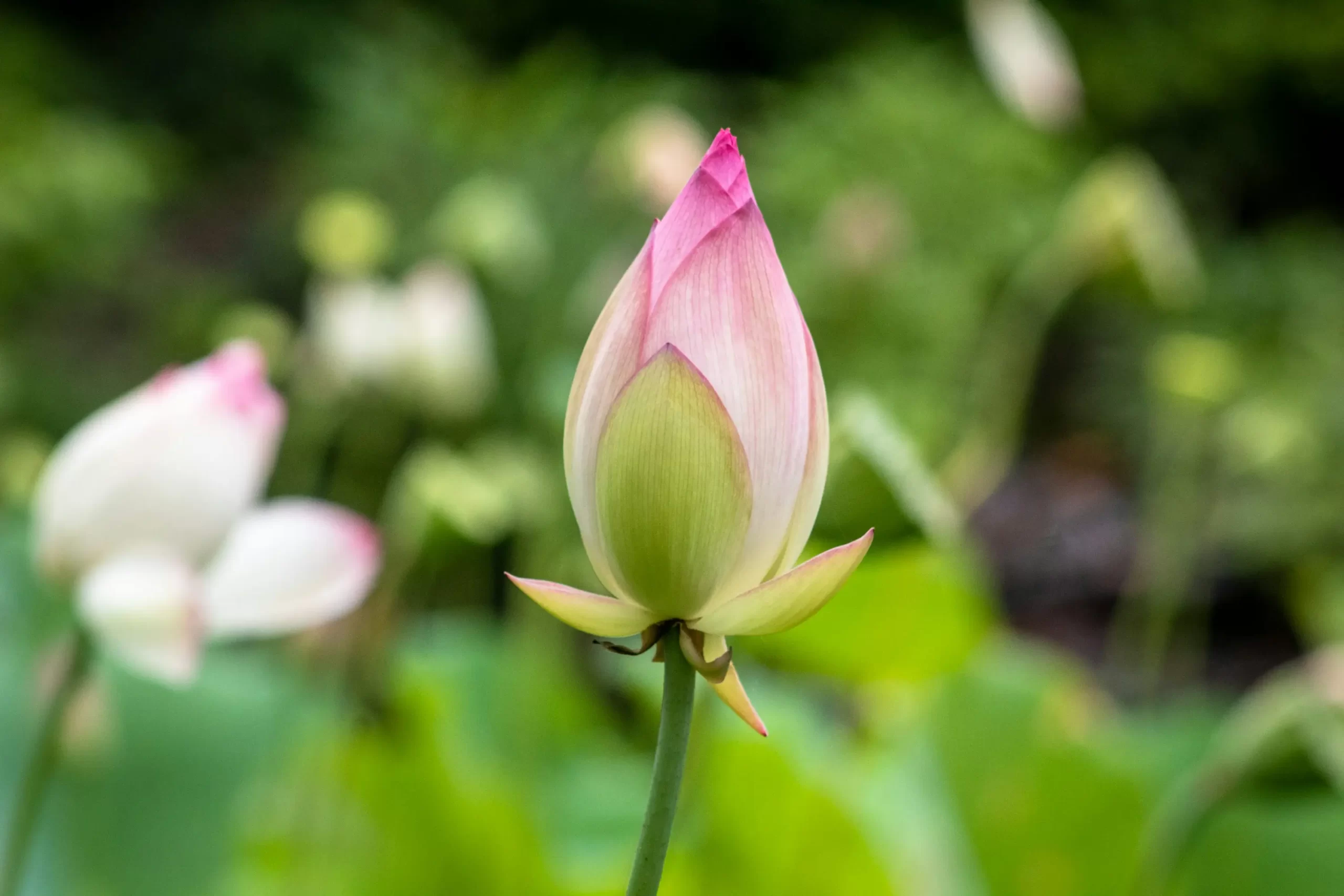 Spring Idioms Quiz Flower bud