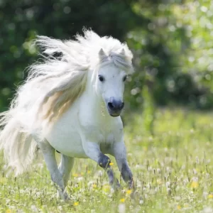 Spring Idioms Quiz Ponies