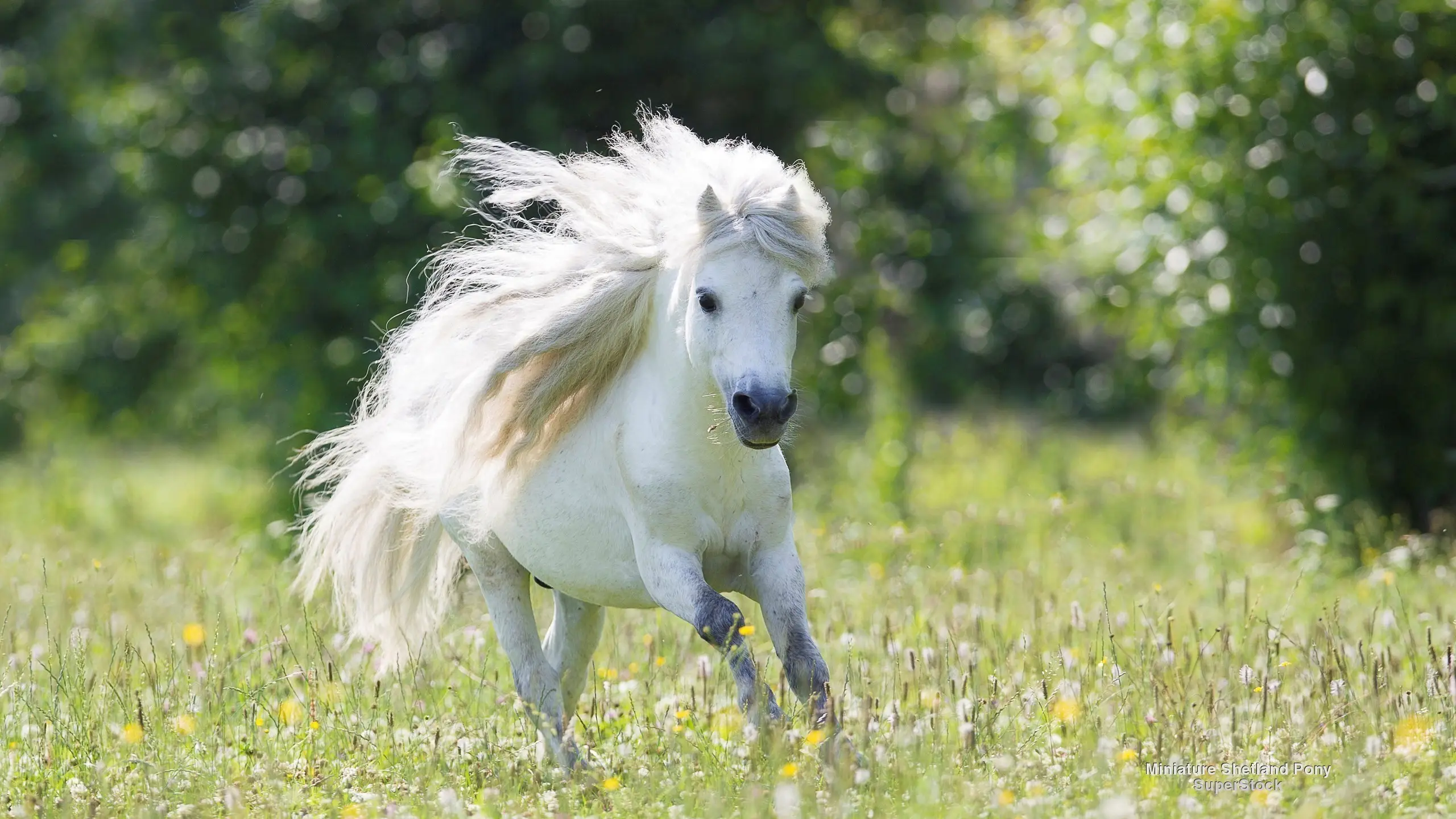Year Of The Horse Quiz Running pony