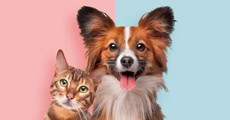 Cat Or Dog Breed Quiz