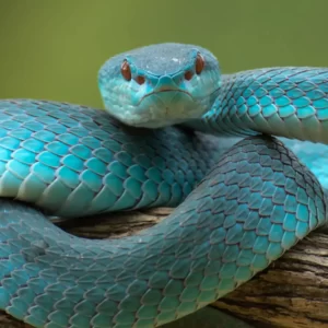 Ology Vocabulary Quiz Snakes