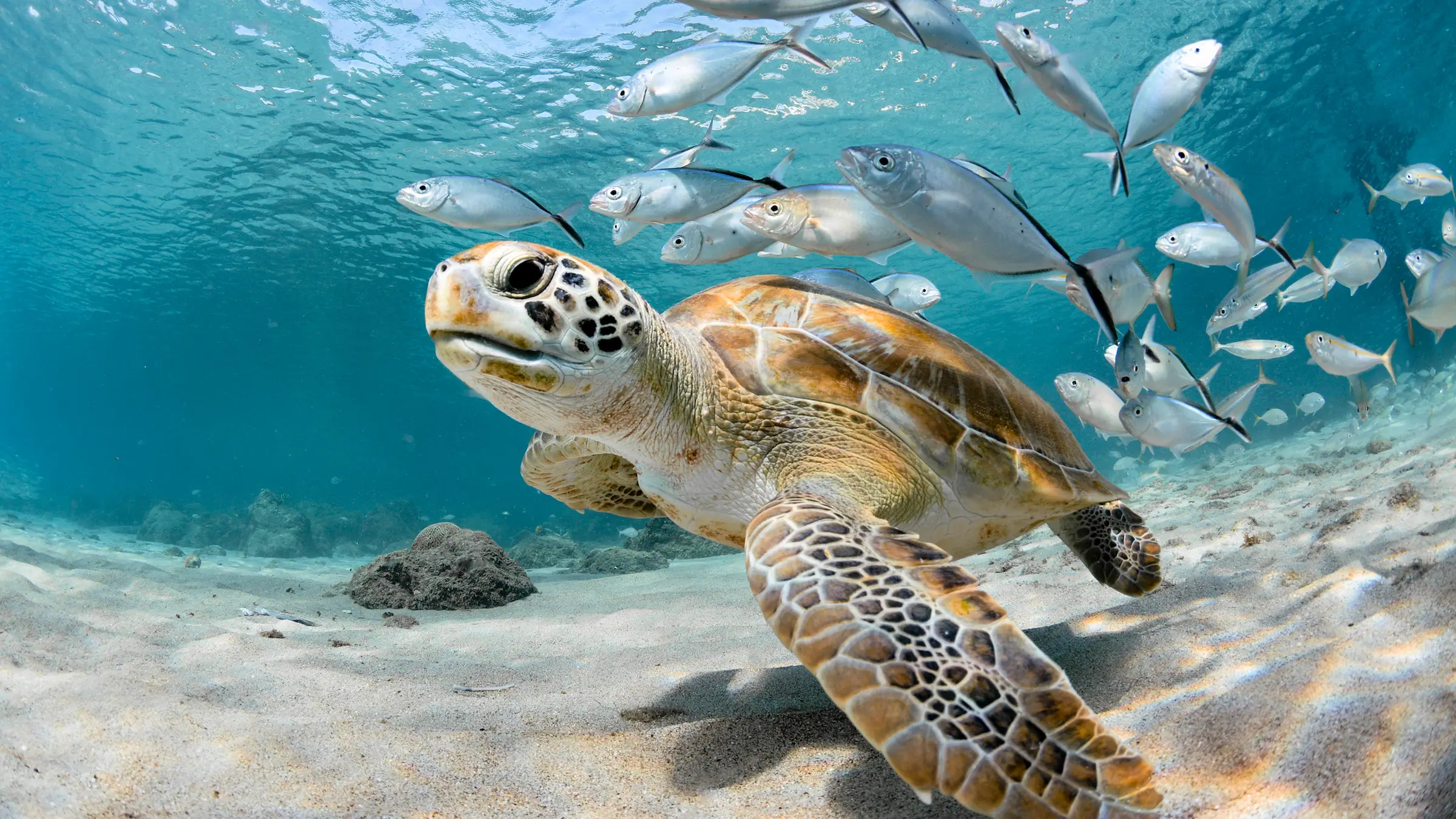 What Type Of Dolphin Are You? Quiz Ocean sea creatures animals sea turtle