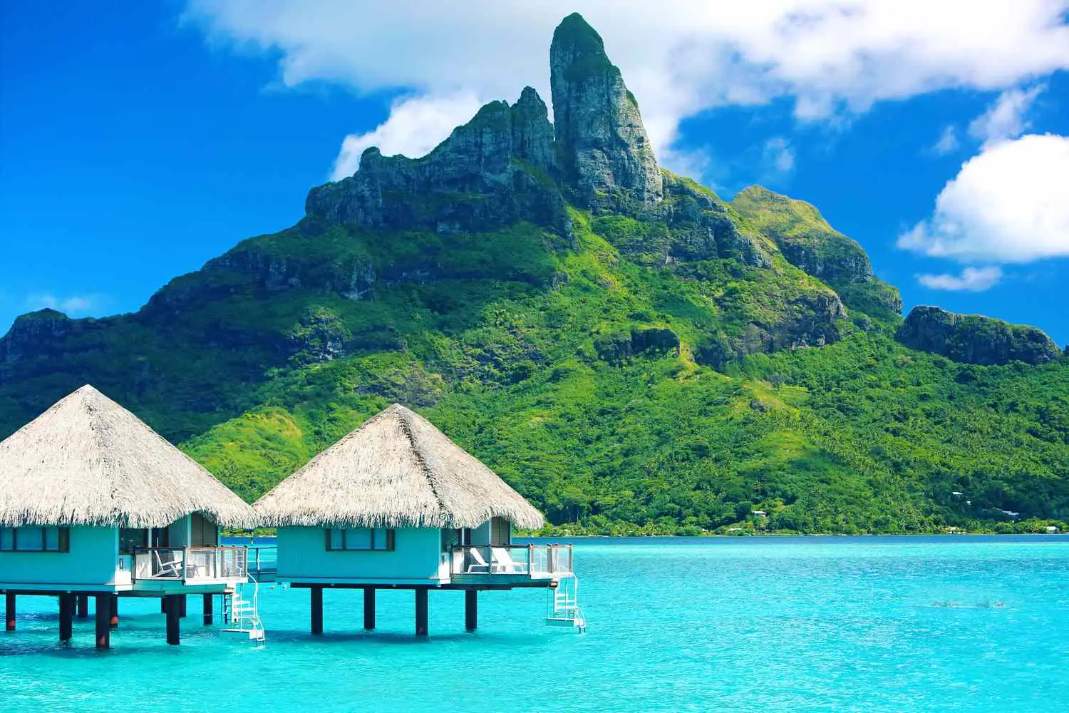 What Type Of Dolphin Are You? Quiz Tahiti, French Polynesia, Pacific Islands