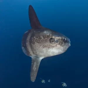 What Type Of Dolphin Are You? Quiz Ocean sunfish