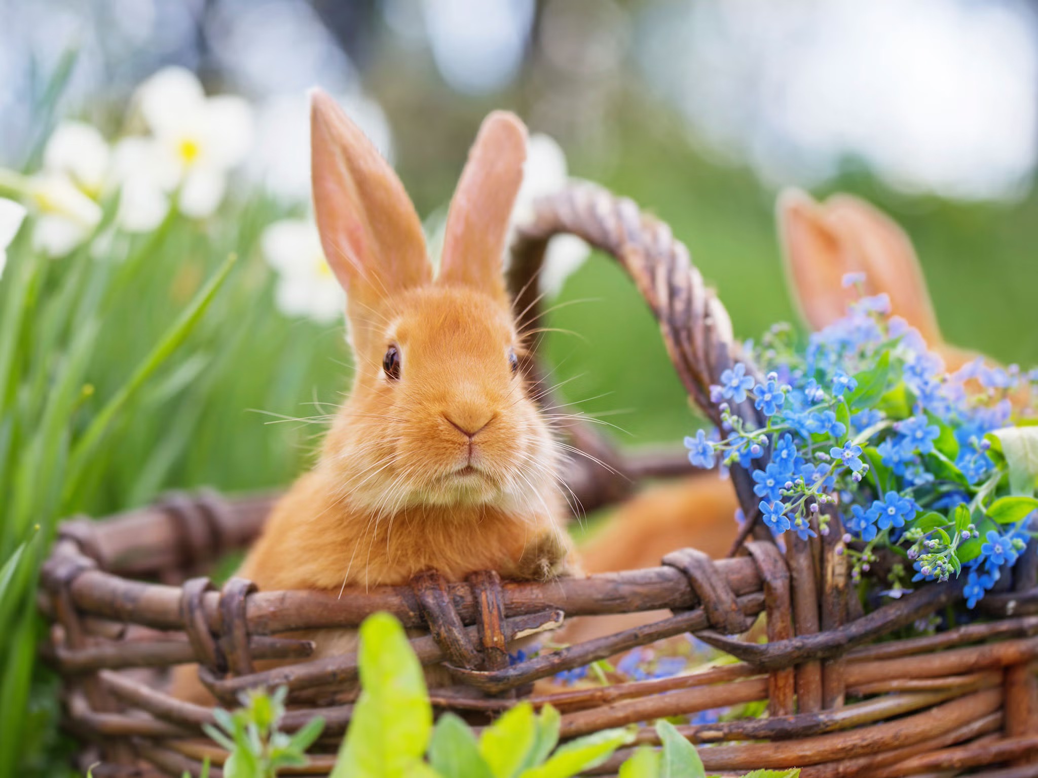 Which Easter Candy Are You? Quiz Bunny