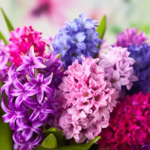 Which Easter Candy Are You? Quiz Hyacinth