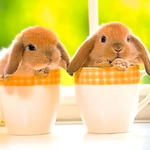 Which Easter Candy Are You? Quiz Bunny