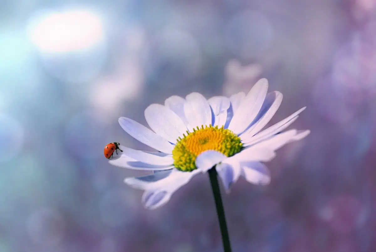 Which Easter Candy Are You? Quiz Ladybug daisy flower