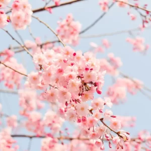 Which Easter Candy Are You? Quiz Cherry blossom